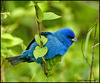 A bluebird for luck ♥