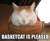 Basket Cat