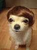 nice hair for your pet 