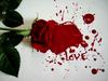 love stained rose