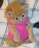 cute cuddly kittie