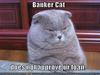 Banker Cat