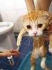 A Wet Kitty ~~
