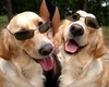 dogs with sunglasses