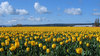 a field of flowers