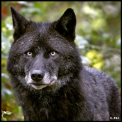 Sable Blackwolf