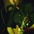 dave mercer