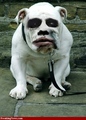 Jocker Buldog