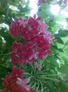 s_pabla 
